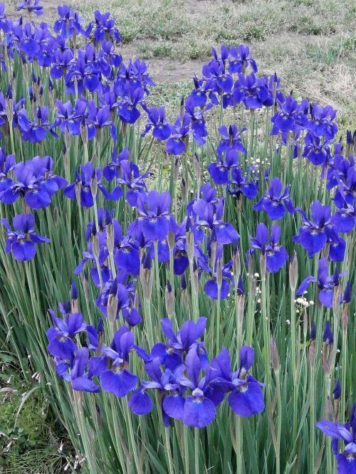 Iris, Vasaros Pradžioje, Ankstyvos Vasaros Gėlės, Purpurinės Gėlės, Mėlynos Gėlės