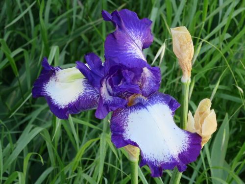 Iris, Violetinė, Violetinė, Bicolor, Gėlė