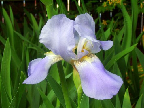 Levanda,  Iris,  Gėlė,  Iris