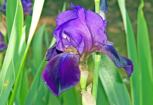 Iris,  Violetinė,  Gėlė,  Iris