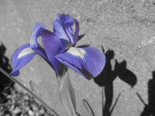Iris, Gėlė, Violetinė