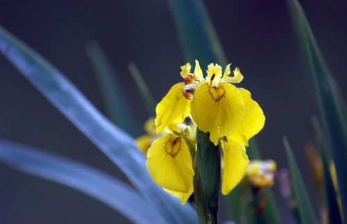 Iris, Gėlė, Geltona, Žiedlapis, Gamta, Pavasaris, Geltona Rainelė, Augalas