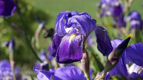 Iris, Gėlė, Lelija, Žydėjimas, Pavasaris, Violetinė, Gėlės, Violetinė Gėlė, Gamta, Laukiniai, Violetinė, Augalai, Laukinės Gėlės, Violetinės Gėlės, Laukinė Gėlė, Botanika