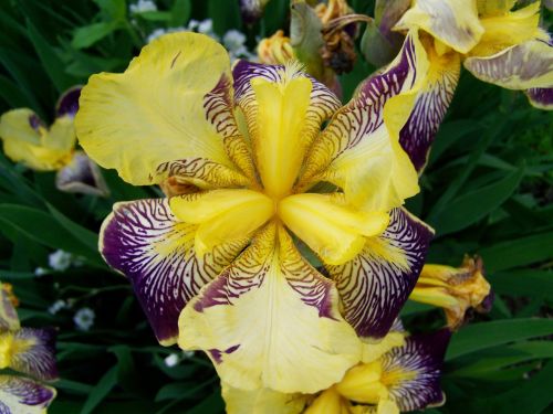 Iris, Fleur-De-Lis, Pavasario Gėlė