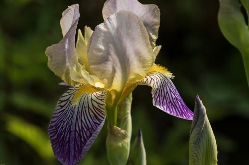 Iris, Gėlės, Dekoratyvinis Augalas, Sodas, Gražus, Iridaceae, Violetinė
