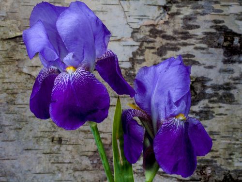 Iris, Gėlė, Pavasaris, Iridaceae, Beržo Žievė