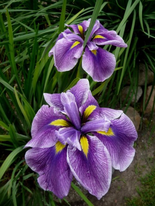 Iris, Violetinė, Sodo Augalas