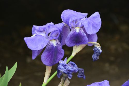 Iris, Gėlės, Gamta, Sodas, Mėlynas, Botanika, Žiedlapiai, Flora