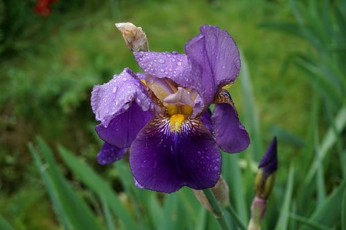 Iris, Gėlė, Mėlynos Gėlės, Gamta, Žiedlapiai, Flora, Botanika