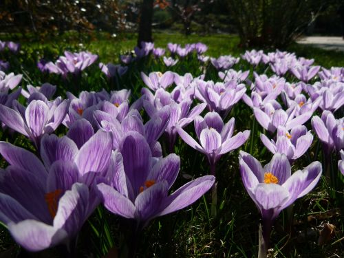 Iris, Violetinė, Jardin Des Plantes