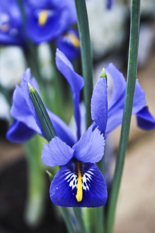 Iris, Pavasario Gėlės, Mėlynos Gėlės