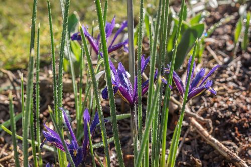 Iris, Gėlės, Pavasaris