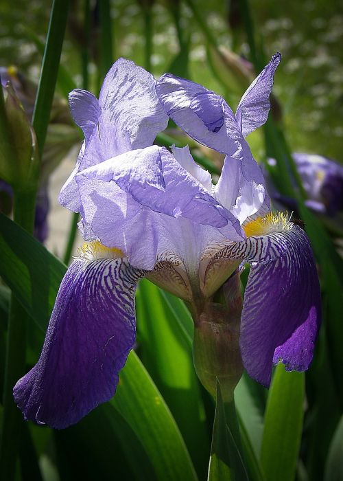 Iris, Gėlės, Mėlynas, Iridaceae, Tamsiai Violetinė, Violetinė, Augalas, Gėlė