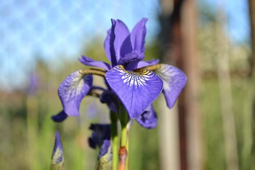 Iris, Gėlė, Augalas, Iš Arti, Gamta