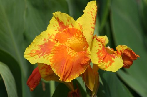Iris, Augalas, Gėlė