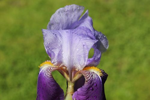 Iris, Augalas, Gėlė, Mėlyna Violetinė, Sodas, Gamta