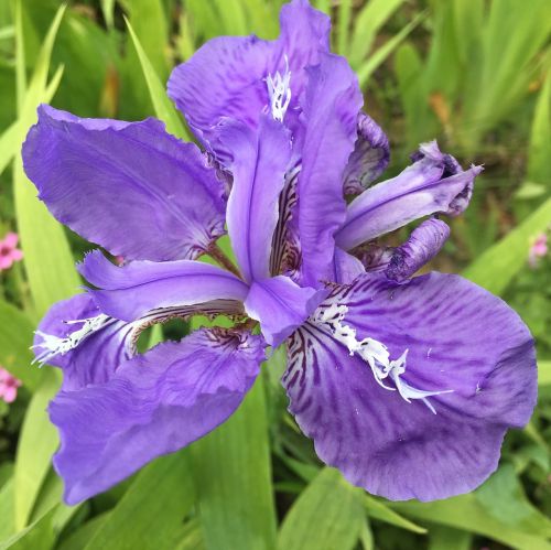 Iris, Gėlė, Violetinė