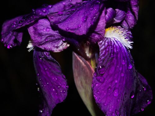 Iris, Gėlė, Vandens Lašai