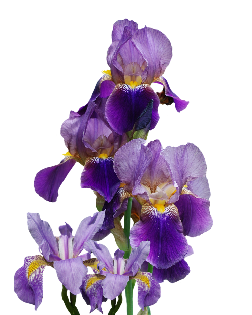 Iris, Gėlė, Gamta, Izoliuotas, Mėlynas, Žiedas, Žydėti, Augalas, Violetinė, Violetinė, Žydėti