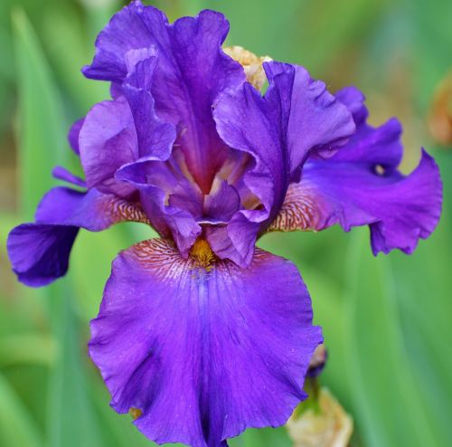 Iris, Gėlė, Lelija, Žiedas, Žydėti, Iridaceae, Augalas, Gamta, Flora, Gėlės