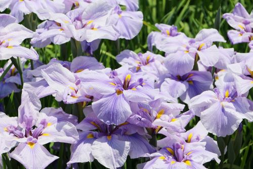 Iris, Gėlės, Birželis, Japonija