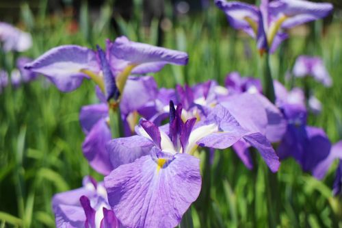 Iris, Gėlės, Birželis, Japonija