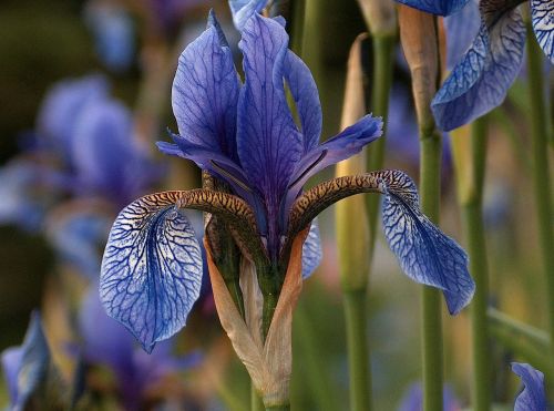 Iris, Gėlė, Mėlynas, Gamta