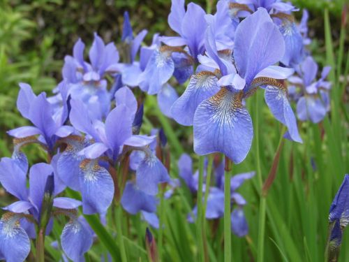 Iris, Mėlynas, Gėlė