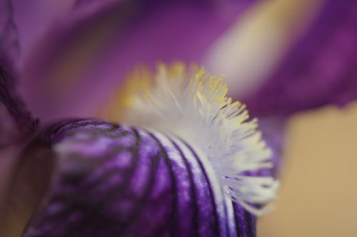 Iris, Gėlė, Violetinė, Makro