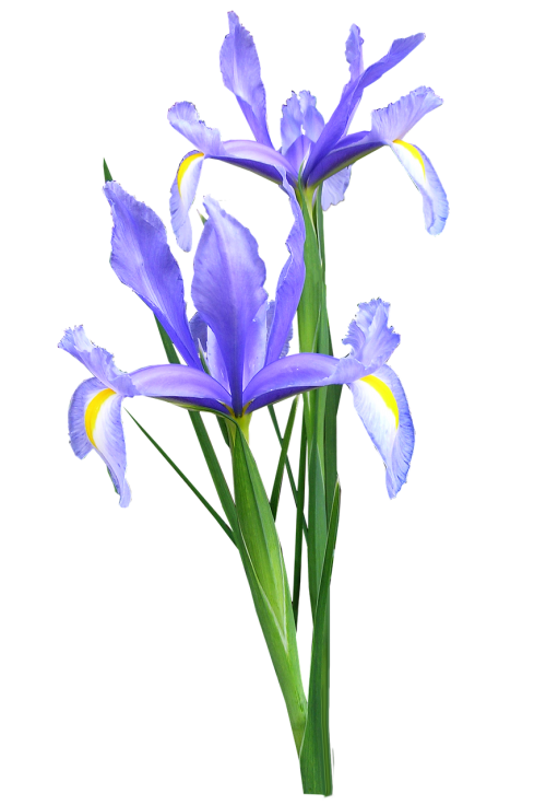 Iris, Olandų, Gėlės