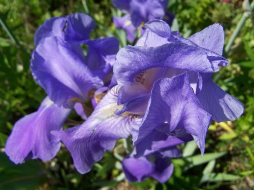 Iris, Mėlyna Violetinė Rainelė, Pavasario Gėlė