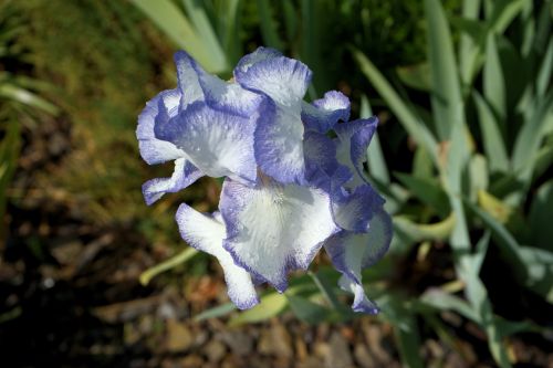 Iris, Mėlyna Ir Balta Žydėti, Ankstyvas Bloomer, Krūmas, Liliaceae