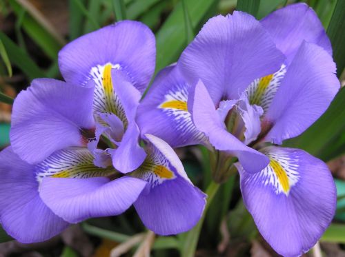 Iris, Violetinė, Gėlė, Žiema