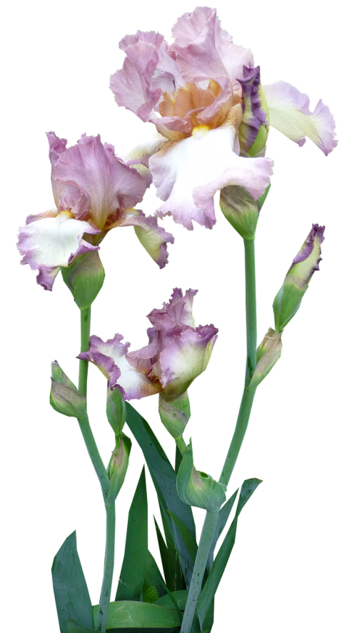 Iris, Augalas, Violetinė, Rožinis