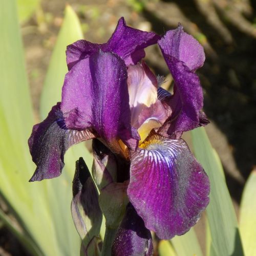 Iris, Gėlė, Vasara