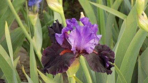 Iris, Gėlė, Vasara