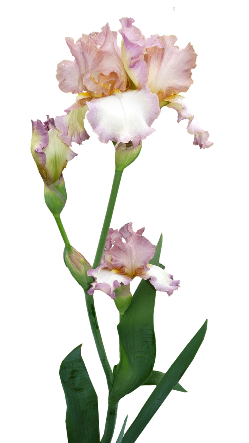Iris, Augalas, Gėlė, Pumpurai