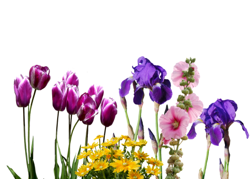 Iris, Tulpės, Gėlės, Gamta, Violetinė, Tulpenbluete, Izoliuotas, Rožinis, Geltonos Gėlės