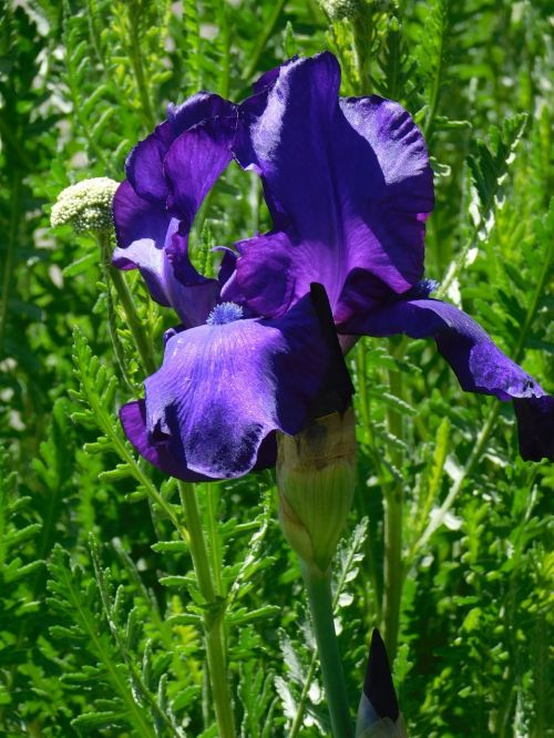 Iris, Violetinė, Gėlių, Gėlė, Pavasaris, Žiedas, Augalas, Žydi, Žiedlapis, Vasara, Mėlynas, Violetinė, Violetinė-Rainelė