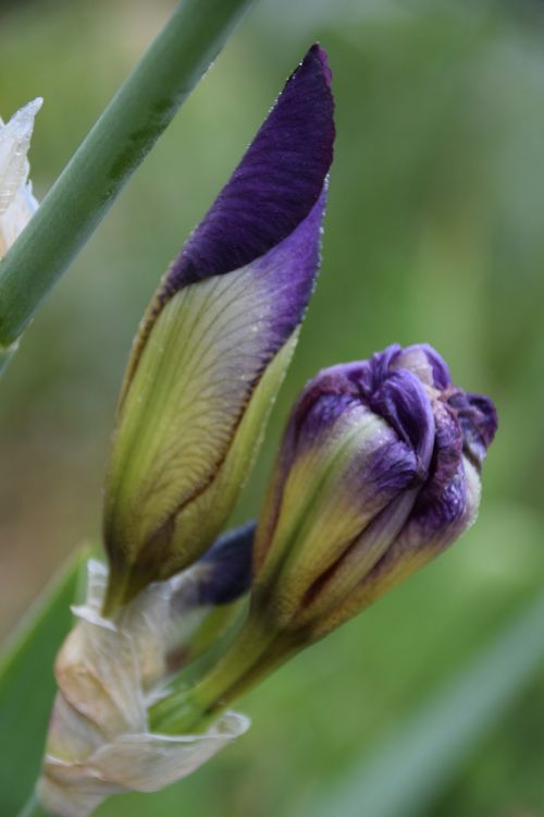 Iris, Gamta, Gėlė