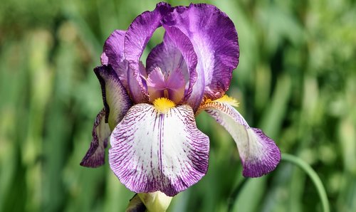Iris,  Iris Flower,  Schwertlilien Gewaechs,  Žiedas,  Žydi,  Gėlė,  Barzdotas Iris,  Violetinė,  Pavasaris,  Augalų,  Violetinė