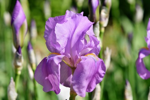 Iris,  Iris Flower,  Schwertlilien Gewaechs,  Žiedas,  Žydi,  Gėlė,  Barzdotas Iris,  Violetinė,  Pavasaris,  Augalų,  Violetinė