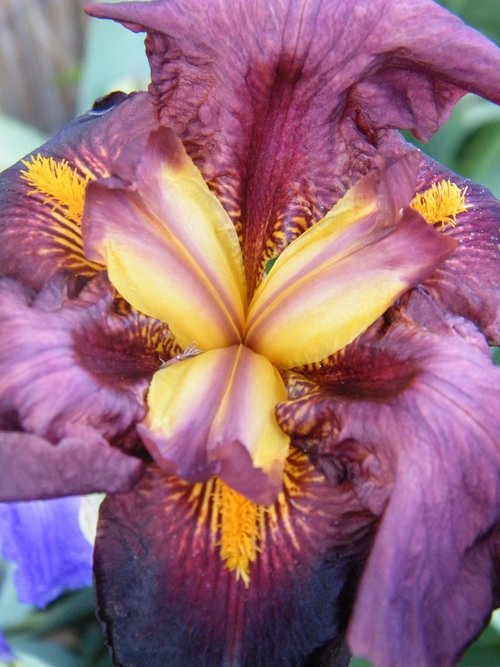 Iris,  Makro,  Spalva,  Gėlė,  Violetinė,  Pobūdį,  Bicolor