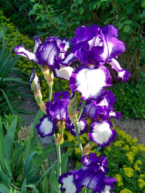 Iris,  Vilkdalgis,  Violetinės-Balta-Žydintis