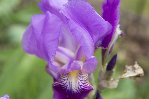 Iris,  Gėlė,  Sodas,  Violetinė,  Augalų,  Gėlės,  Žydėjimo,  Violetinė,  Pobūdį,  Violetinės Gėlės,  Sibiro Iris