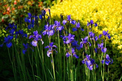 Iris,  Spyruokliniai Žiedai,  Gegužė,  Saulėje,  Spalva,  Pavasaris,  Augalų,  Pobūdį,  Žydi,  Mėlyna,  Spalvinga,  Gėlės,  Iš Arti,  Spyruoklė Pieva,  Dekoratyvinis Augalas