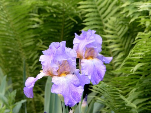 Iris,  Gėlės,  Alyvinis