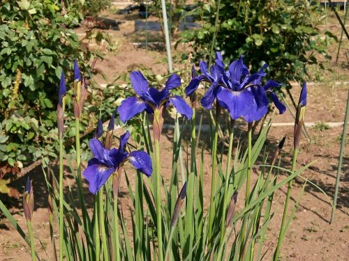 Iris, Vasaros Pradžioje, Ankstyvos Vasaros Gėlės, Purpurinės Gėlės, Mėlynos Gėlės