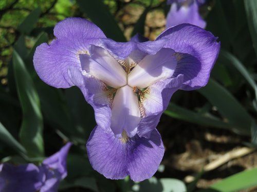 Iris,  Violetinė,  Gėlė,  Augalų,  Žydi,  Žiedlapis,  Violetinė