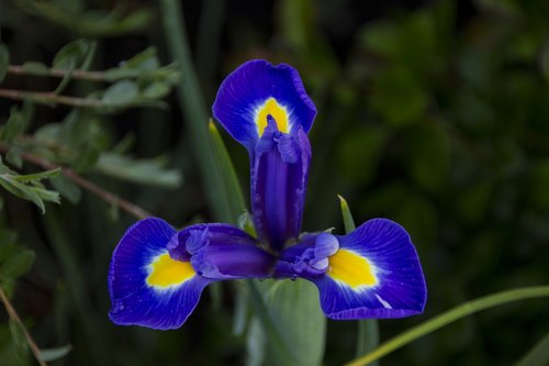 Iris,  Gėlė,  Augalų,  Mėlyna Žiedas,  Iš Arti,  Pobūdį,  Mėlyna,  Blue Iris
